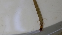 Trichoptera