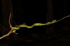 Trimeresurus popeiorum