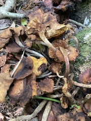 Desarmillaria caespitosa