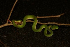 Trimeresurus popeiorum