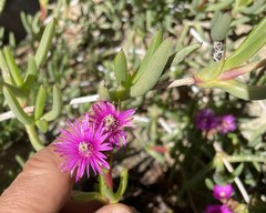 Ruschia cedarbergensis