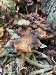 Desarmillaria caespitosa