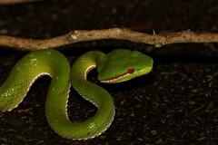 Trimeresurus popeiorum