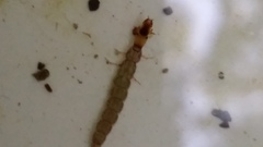 Trichoptera