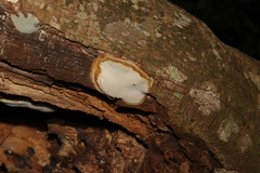 Ganoderma australe