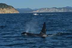 Orcinus orca