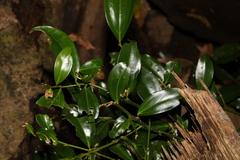 Cryptocarya laevigata