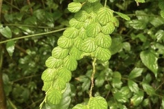 Phyllodium pulchellum