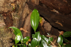 Cryptocarya laevigata
