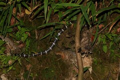 Lycodon septentrionalis