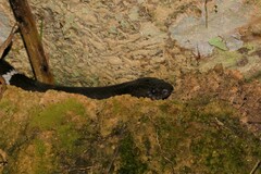 Lycodon septentrionalis