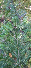 Abies sibirica