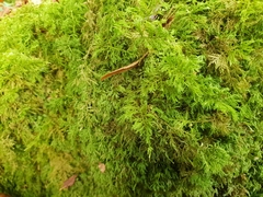 Thuidium tamariscinum