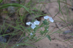 Euploca convolvulacea