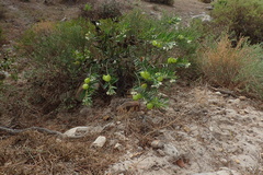 Gomphocarpus fruticosus