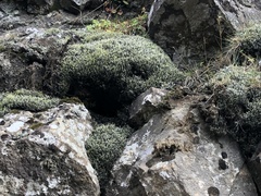 Racomitrium lanuginosum