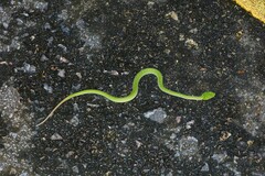 Trimeresurus popeiorum