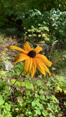 Rudbeckia