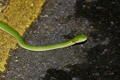 Trimeresurus popeiorum