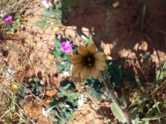 Osteospermum monstrosum