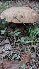 Boletus reticulatus