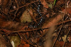 Lycodon septentrionalis