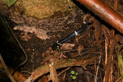 Lycodon septentrionalis