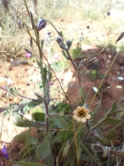 Osteospermum monstrosum