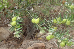 Gomphocarpus fruticosus