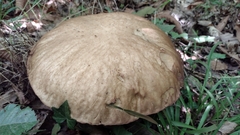 Boletus reticulatus