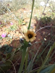 Osteospermum monstrosum
