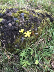 Ranunculus