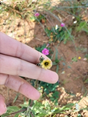Osteospermum monstrosum