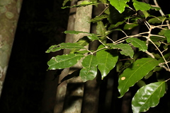 Canarium australasicum