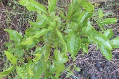 Vitex pinnata