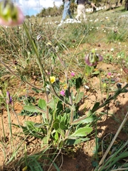 Osteospermum monstrosum