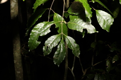 Canarium australasicum