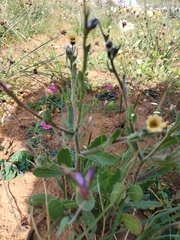 Osteospermum monstrosum