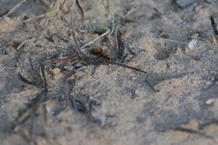 Dasymutilla bioculata