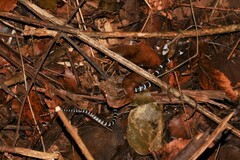 Lycodon septentrionalis