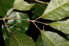 Canarium australasicum