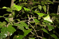 Canarium australasicum