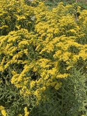 Solidago altissima