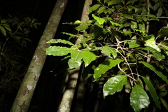 Canarium australasicum