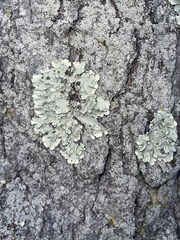 Parmelioideae