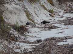 Haematopus longirostris