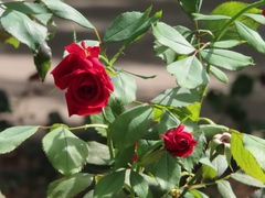 Rosa