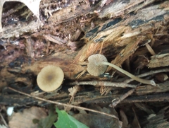 Simocybe centunculus
