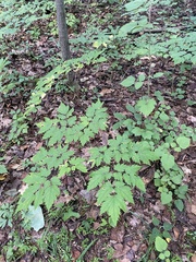 Actaea