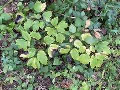 Actaea